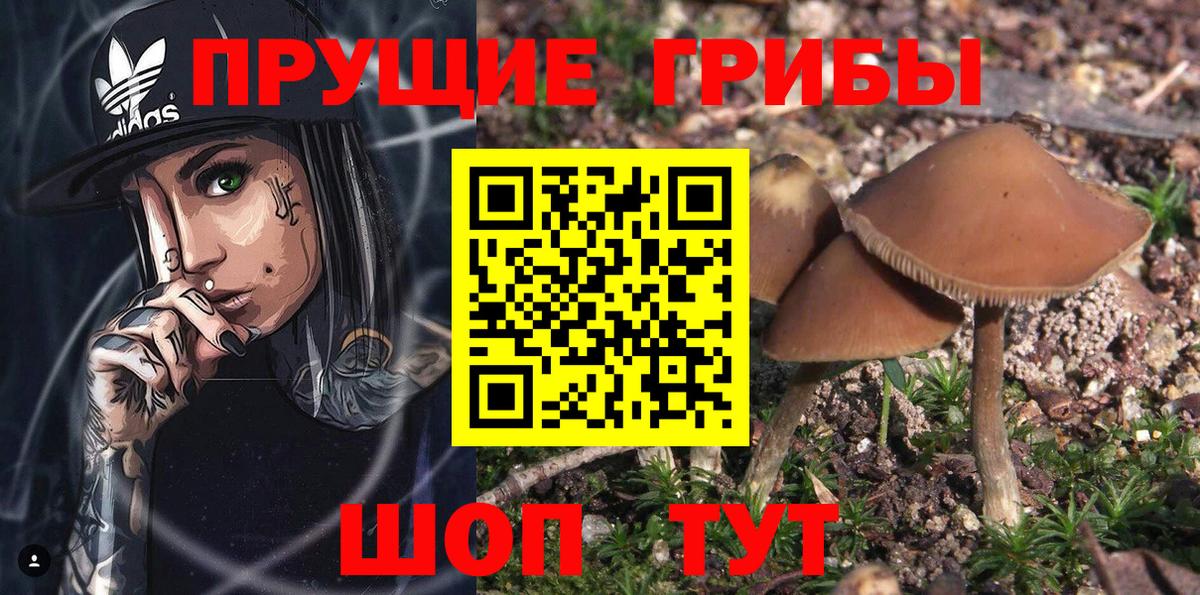 Псилоцибиновые грибы прущие грибы  Вход с VPN  Мариинск  Псилоцибиновые грибы Psilocybine cubensis 