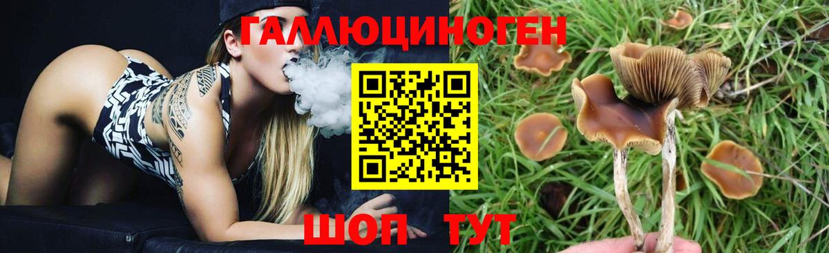 Псилоцибиновые грибы Cubensis Мариинск